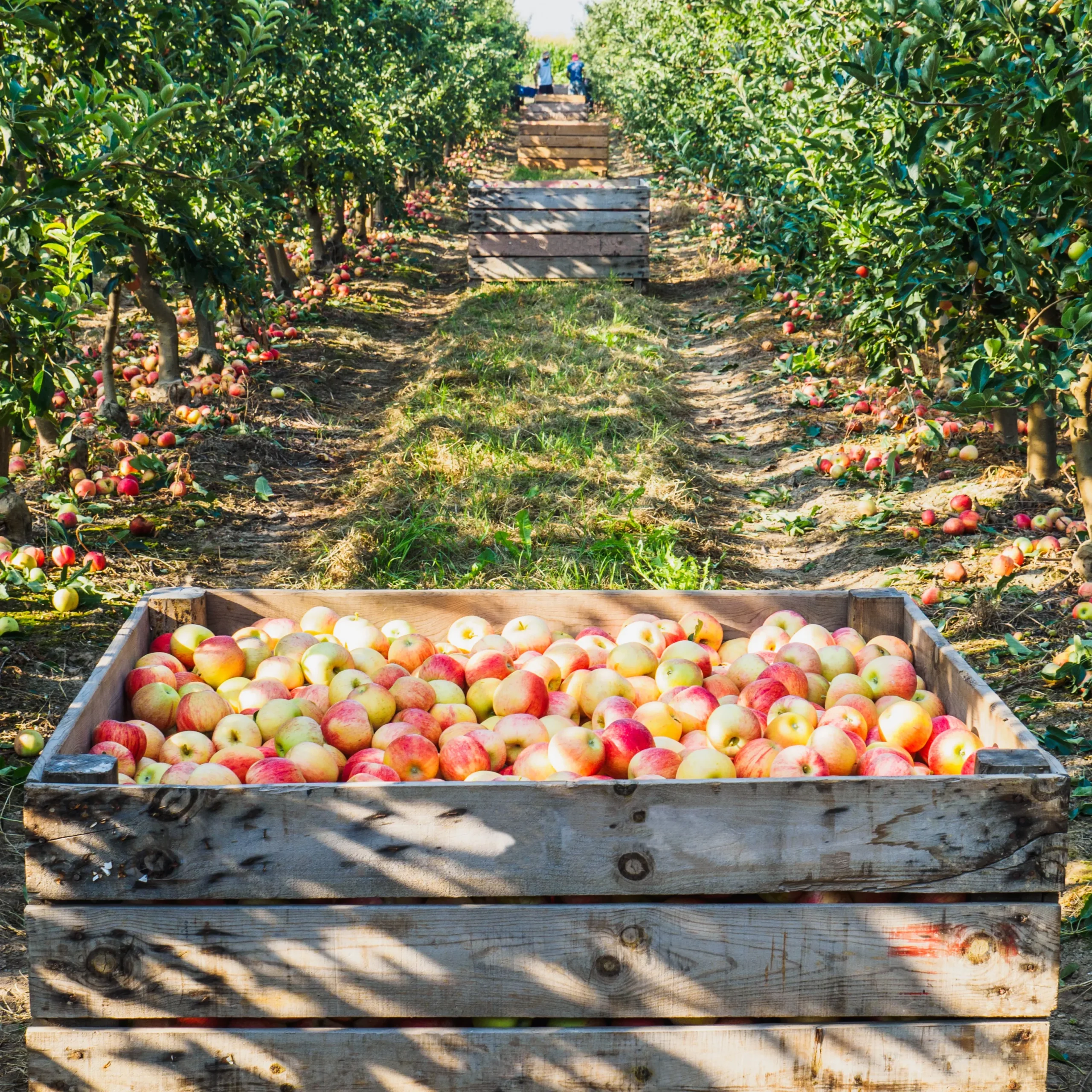 Team of foreign workers harvesting apples in orchard, ensuring compliance with international recruitment and occupational safety standards.